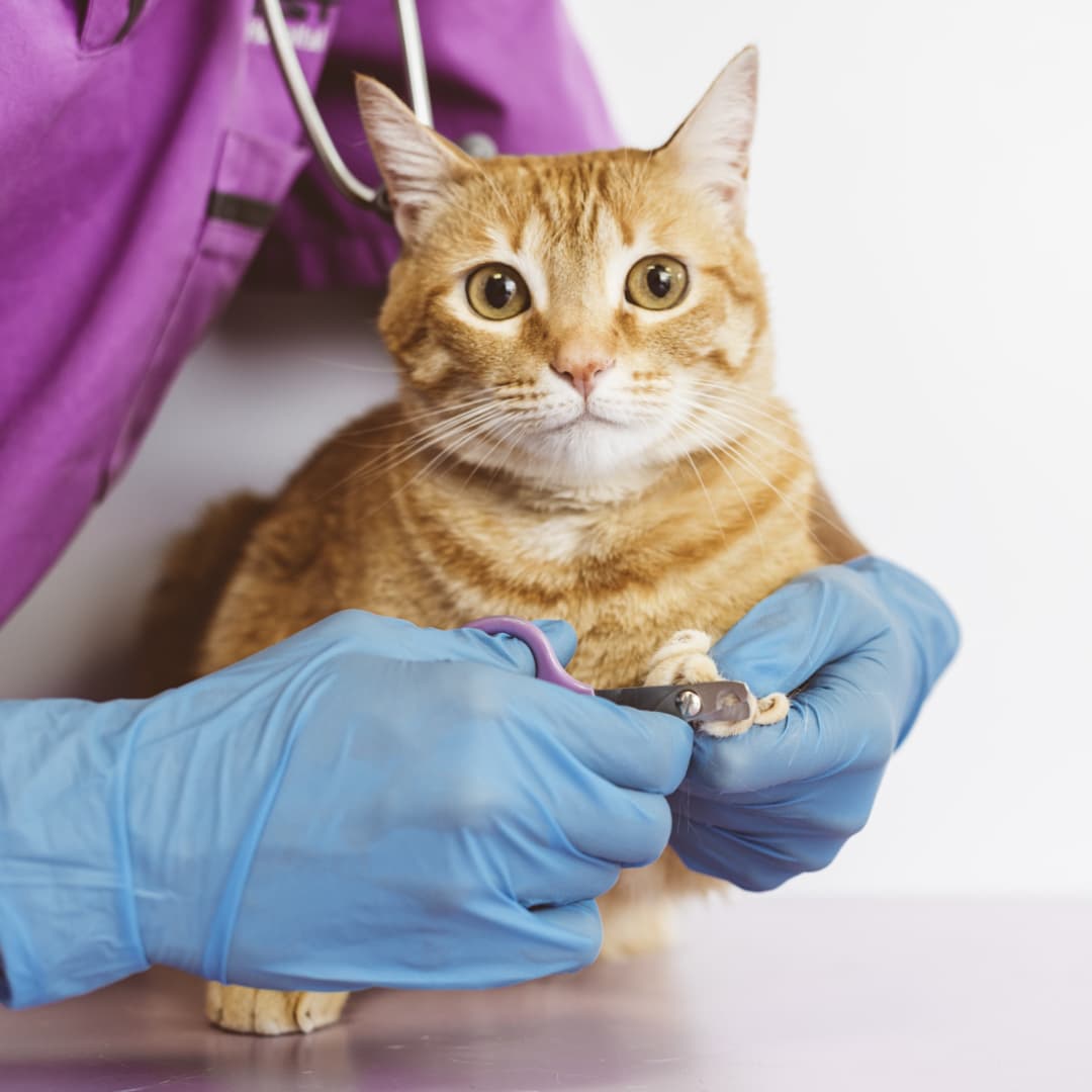 Pet Doctor